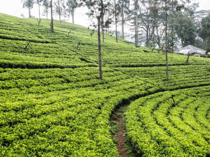 Sri Lanka Tea Field Train to Ella