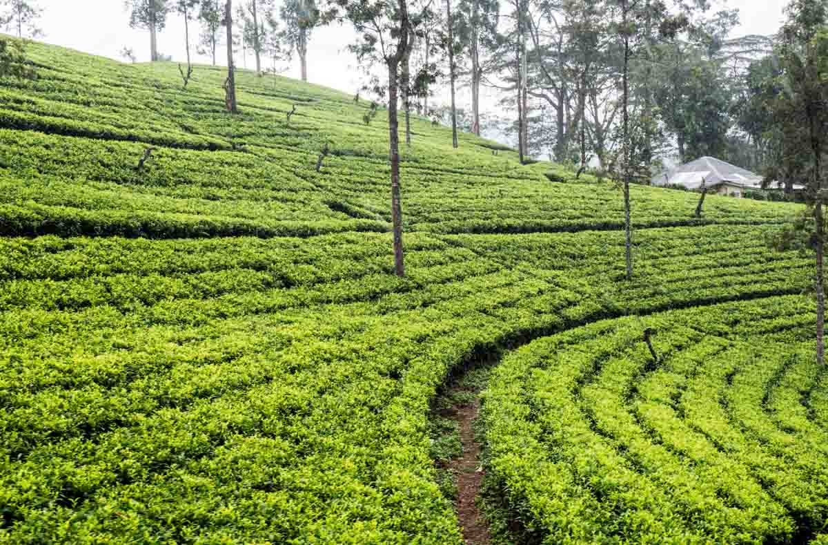 Sri Lanka Tea Field Train to Ella