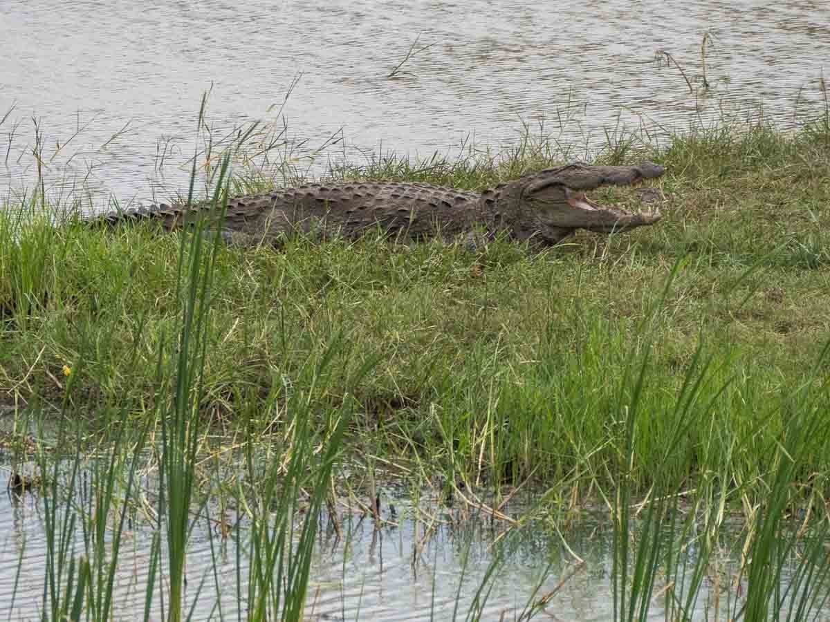 Yala Croc