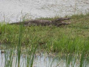 Yala Croc