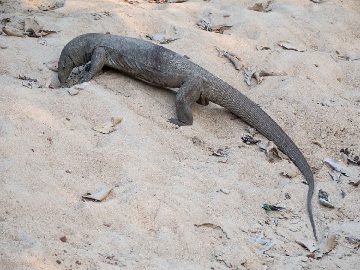 Large land monitor lizard Yala Sri Lanka wildlife