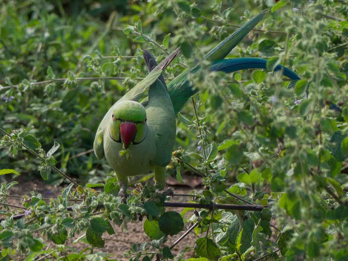 Wild Parakeet in Udawalawe Sri Lanka
