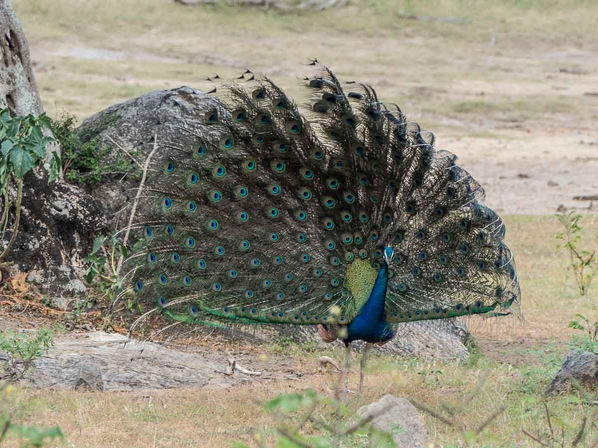 Yala national park peacock display