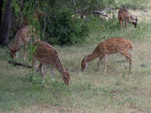 Spotted Deer in Yala Sri Lanka