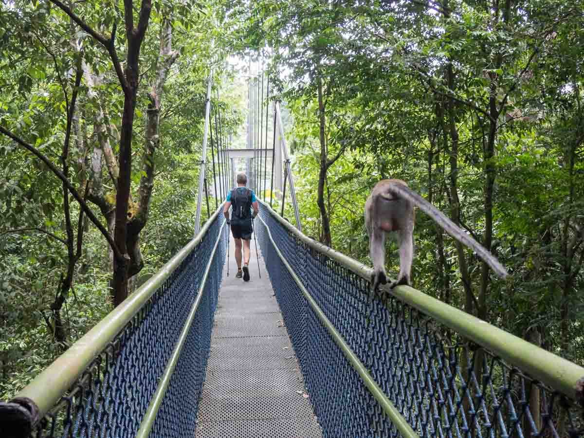 MacRitchie Nature Trail Singapore beautiful places