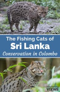 Asian fishing cat conservation in Sri Lanka