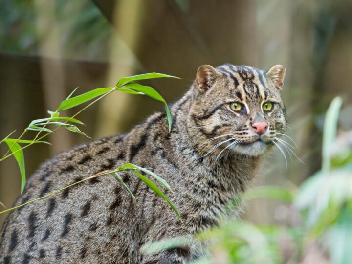 Asian Fishing Cat Emmanuel Keller
