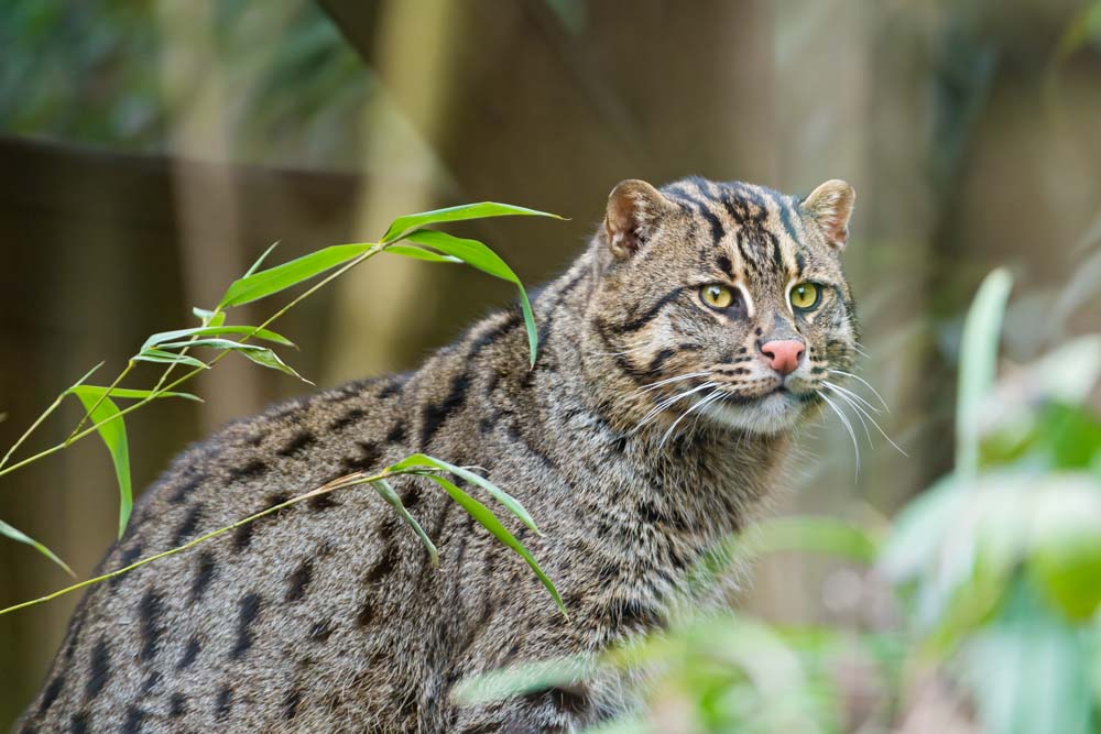 Asian Fishing Cat Emmanuel Keller