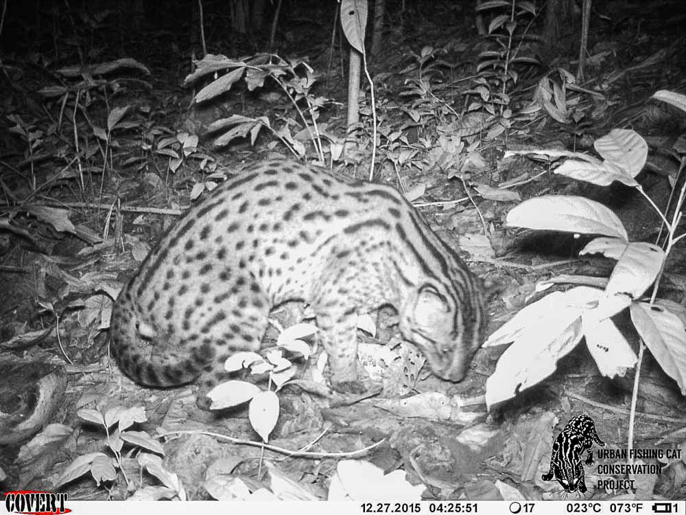 Fishing Cat night scene jungle
