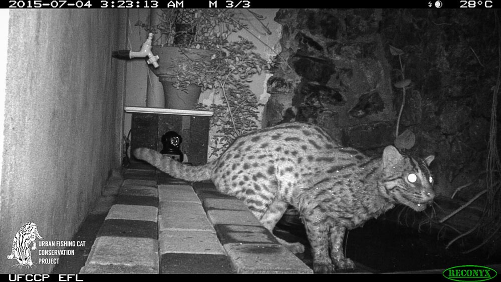 Sri Lanka Fishing Cat night scene patio