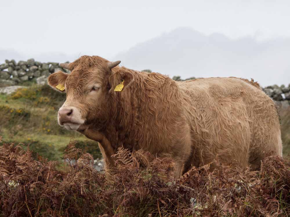 Ireland Wild Atlantic Way Inveran cow
