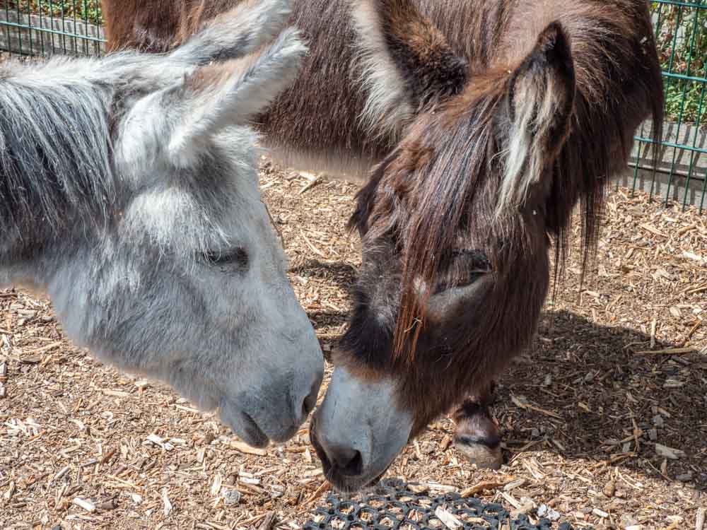 Shoreditch parks: Spitalfields City Farm donkeys
