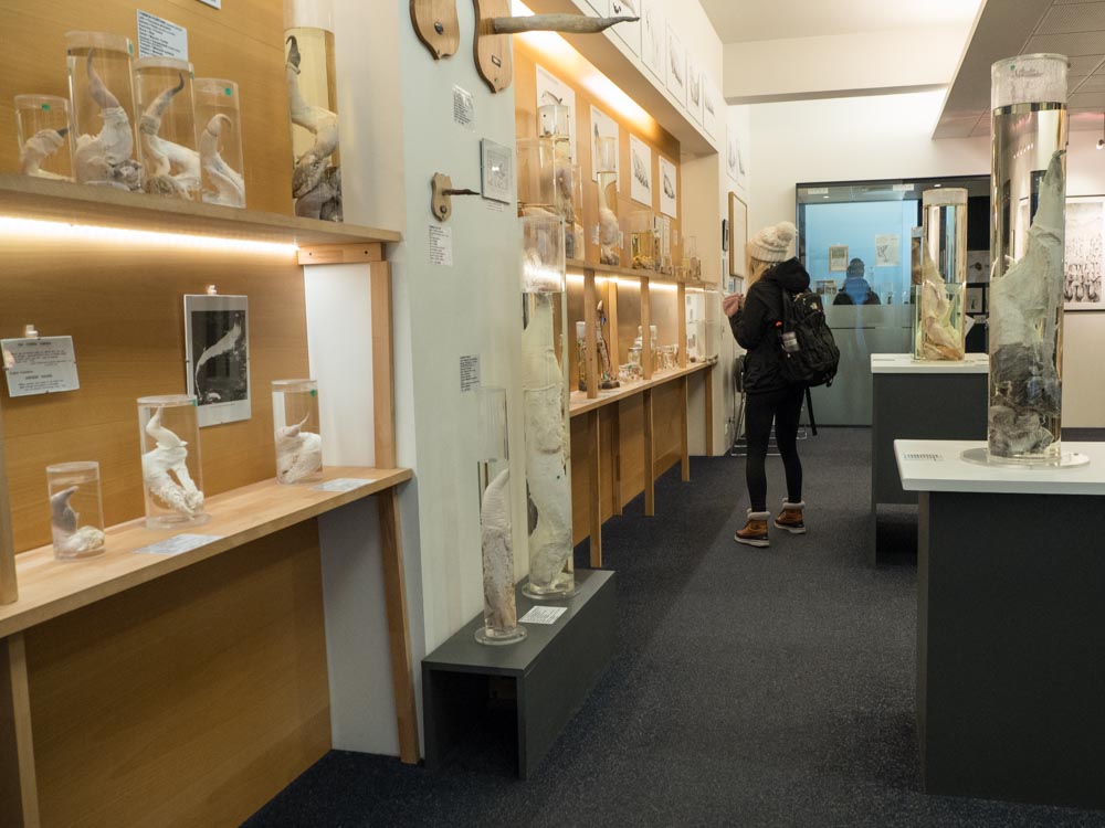 Cool things to do in Reykjavik: Penis Museum