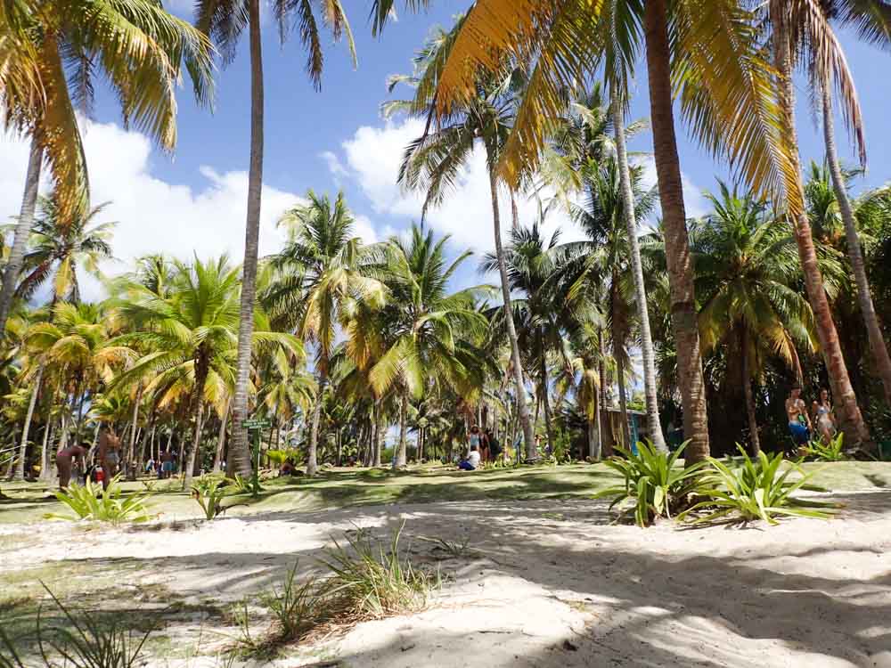 San Andr&eacute;s- Johnny Cay Island Palm Trees