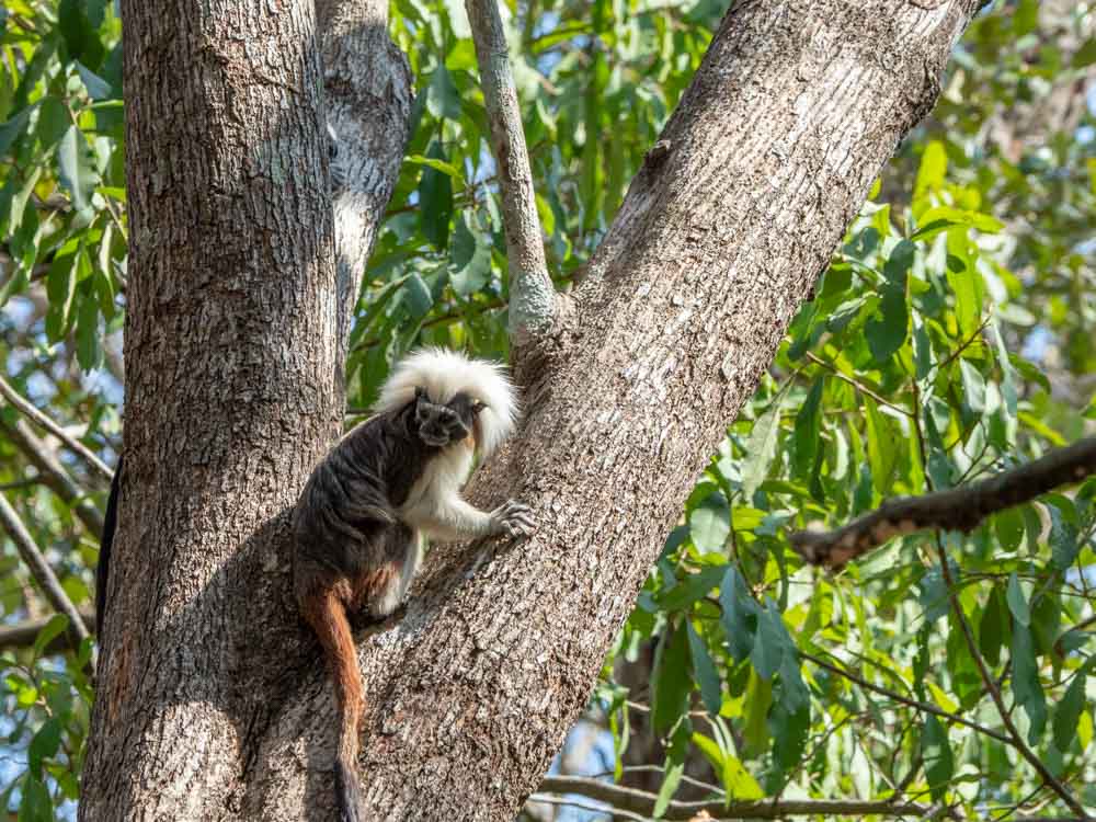 Cotton Top Tamarin monkey Colombia in a tree