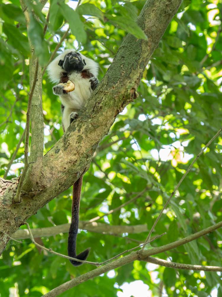 Cotton Top Tamarin Monkey Colombia- eating a Banana