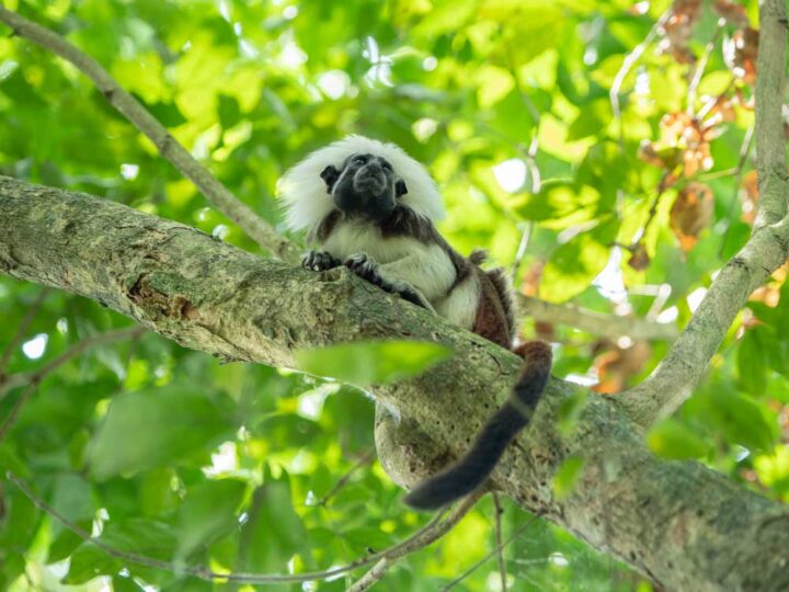 Cotton Top Tamarin Colombia in a tree tropical dry forest