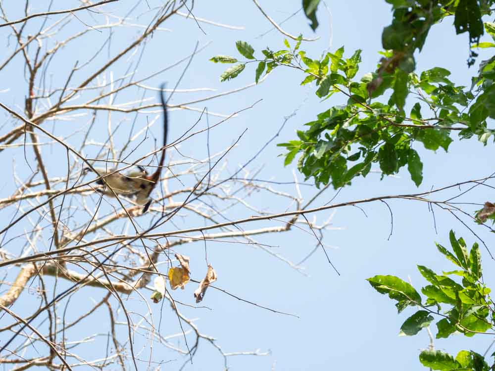 Cotton Top monkey flying through tree Colombia