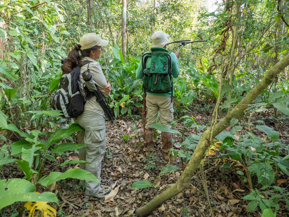 Proyecto Titi Conservation tracking Cotton Top Tamarin
