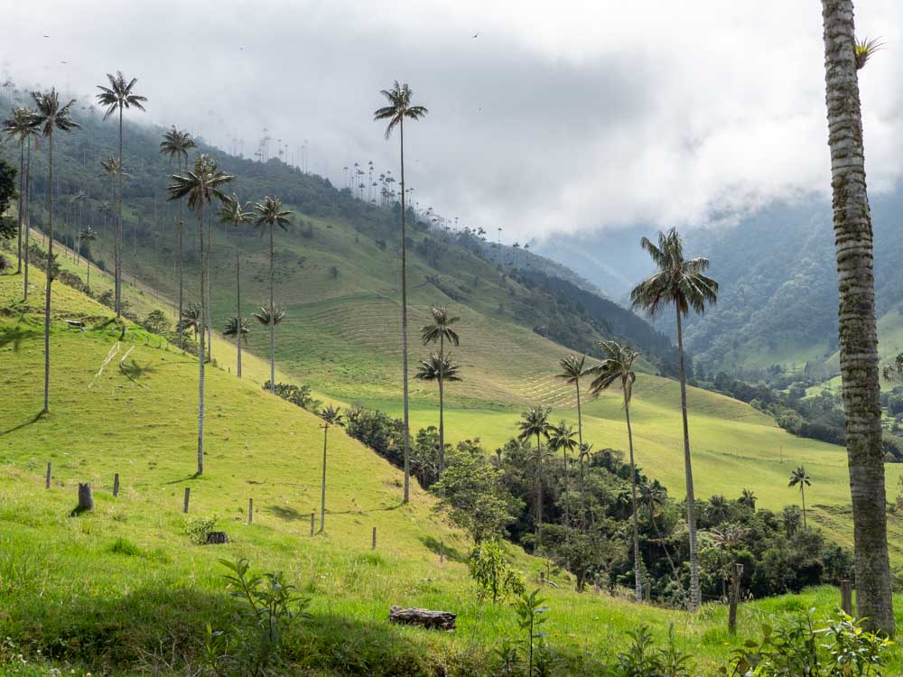 Wax palm trees in Salento's Cocoro valley during two weeks in colombia