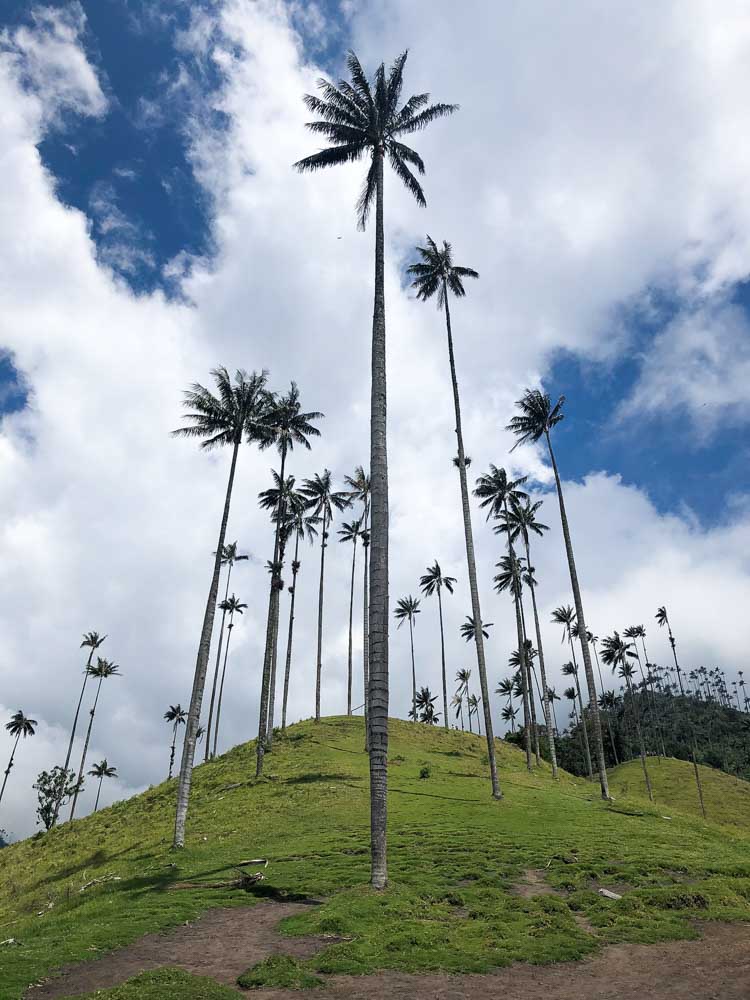Colombia Salento wax palm trees