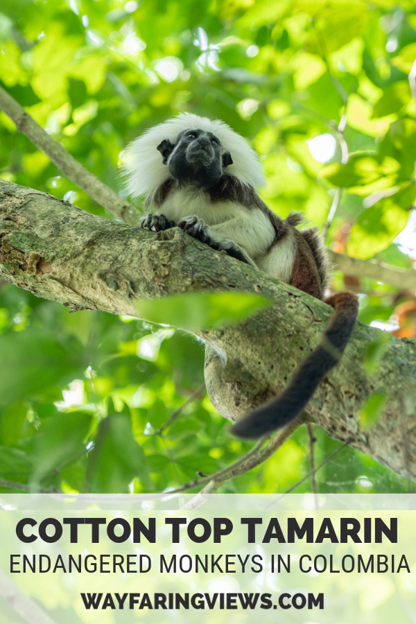  Cotton Top monkeys of Colombia