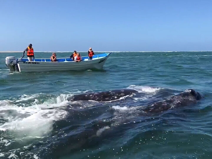 Whale Watching Magdalena Bay, Baja Mexico. Grey whale with boat
