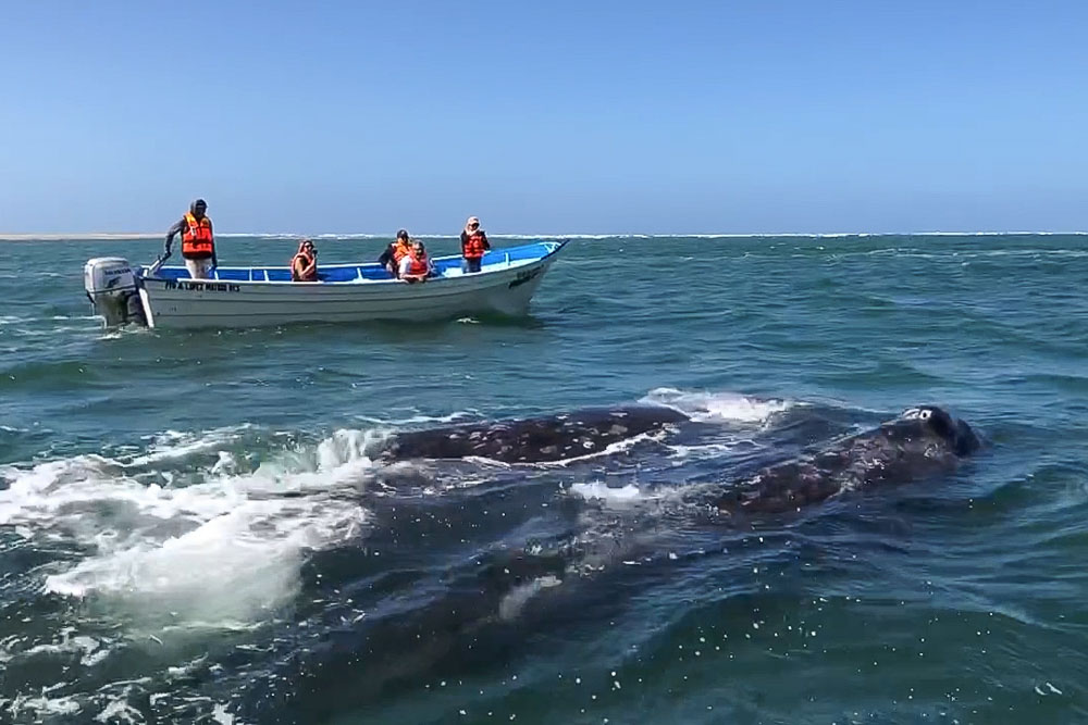 Whale Watching Magdalena Bay, Baja Mexico. Grey whale with boat