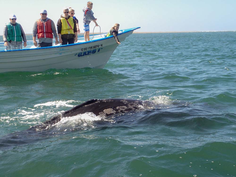 Magdalena Bay whale watching in Mexico. Boat with grey whale