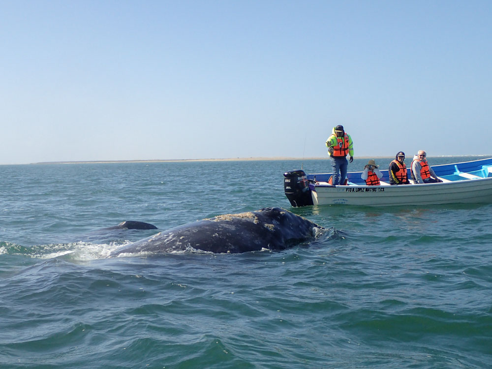 Grey whale in Magdalena Bay, Baja Mexico. Whale with boat