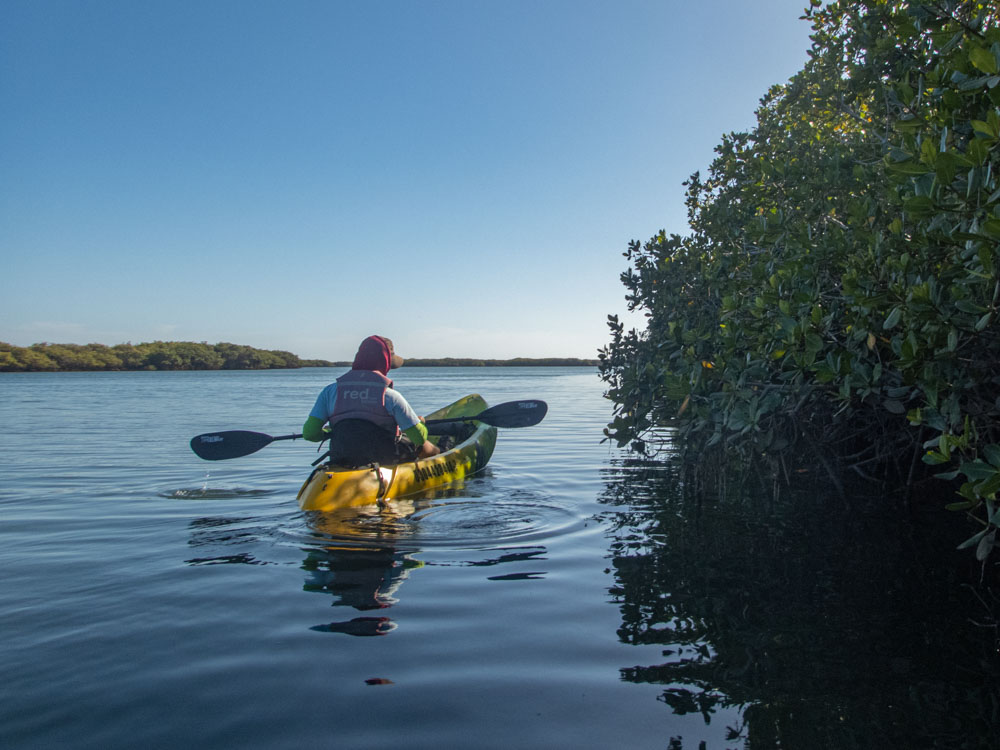 Magdalena Bay, Baja Mexico kayaking in mangroves