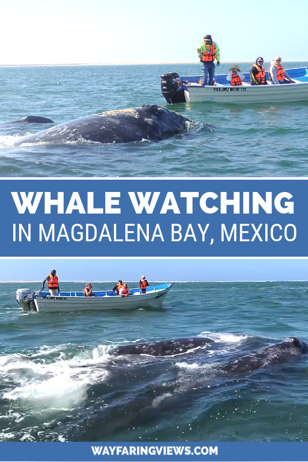 Magdalena Bay whale watching. Baja mexico, grey whales with boats