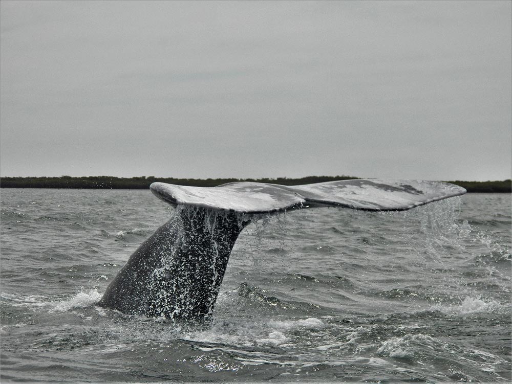 Grey Whale Magdalena Bay Mexico. Black and white, tail fluke