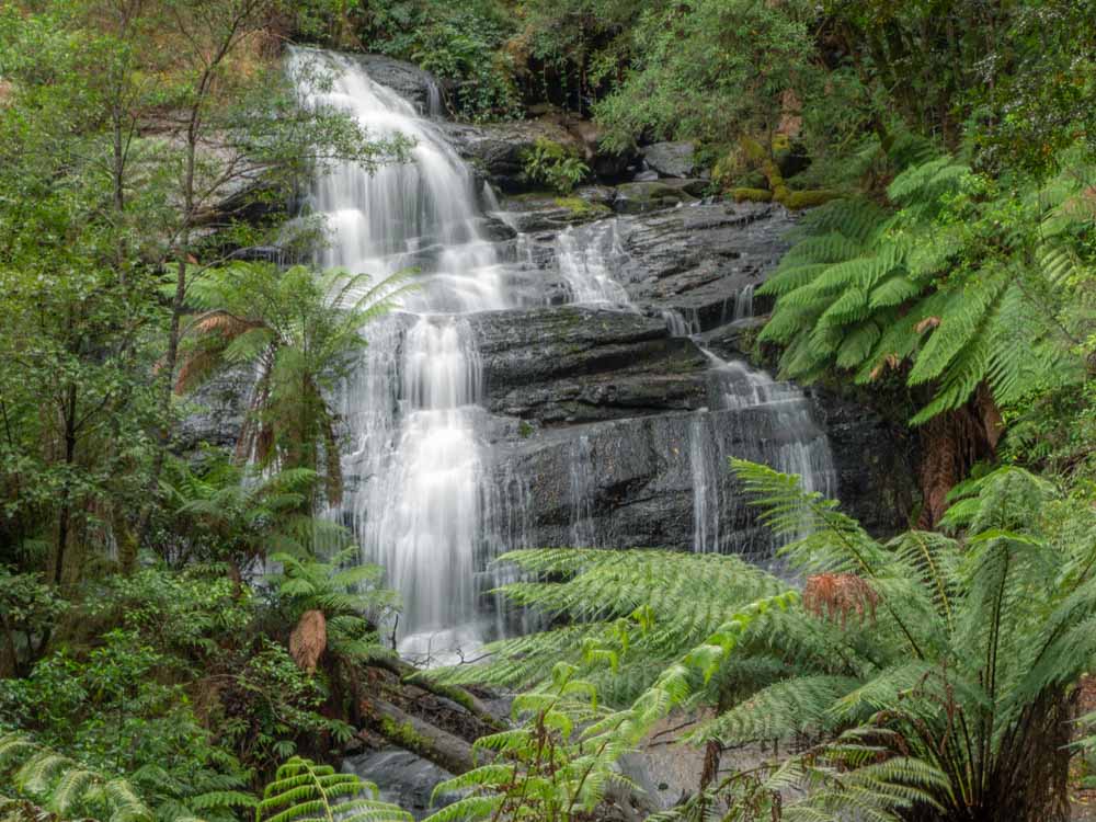 Triplet Falls Cape Otway Australia. Waterfall with green ferns