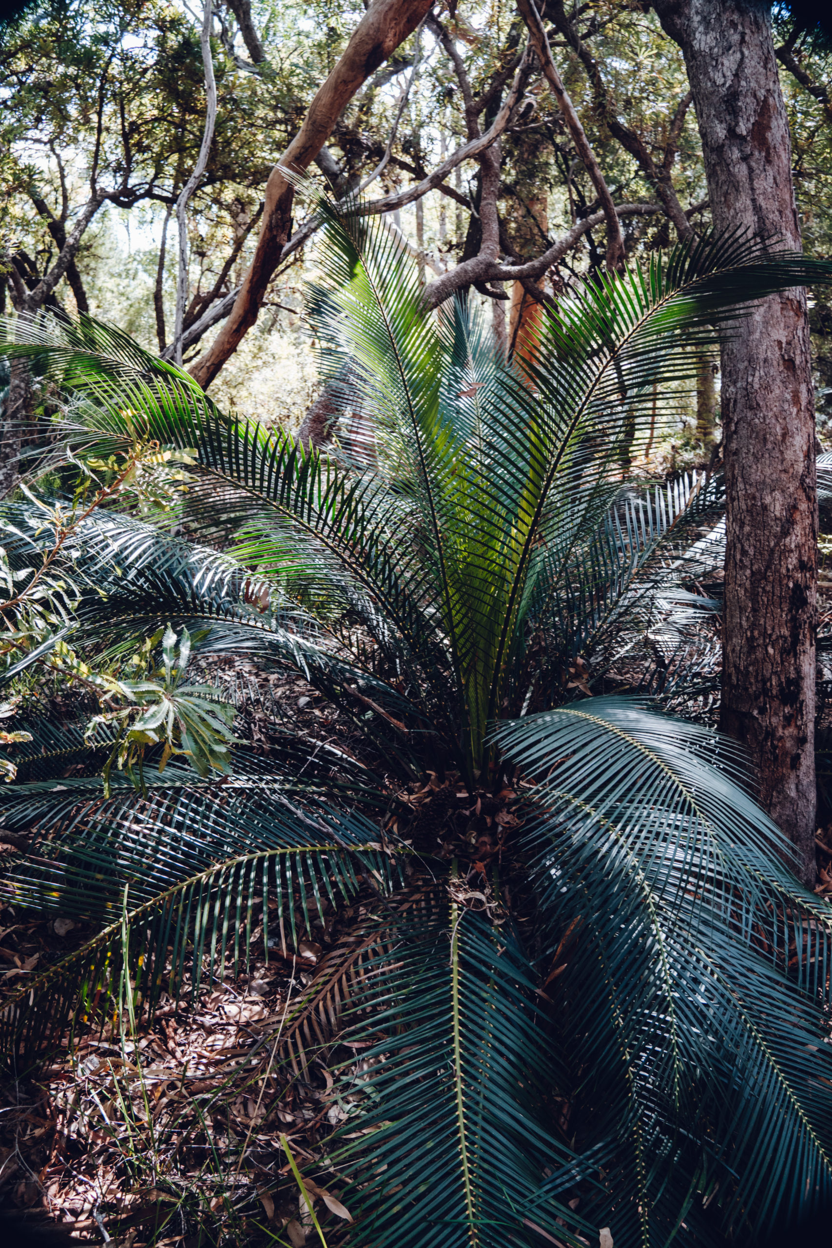 Rainforest, K’gari (Fraser Island)