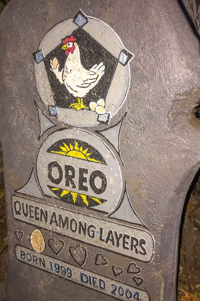 Key West Blue Heaven chicken graveyard Oreo