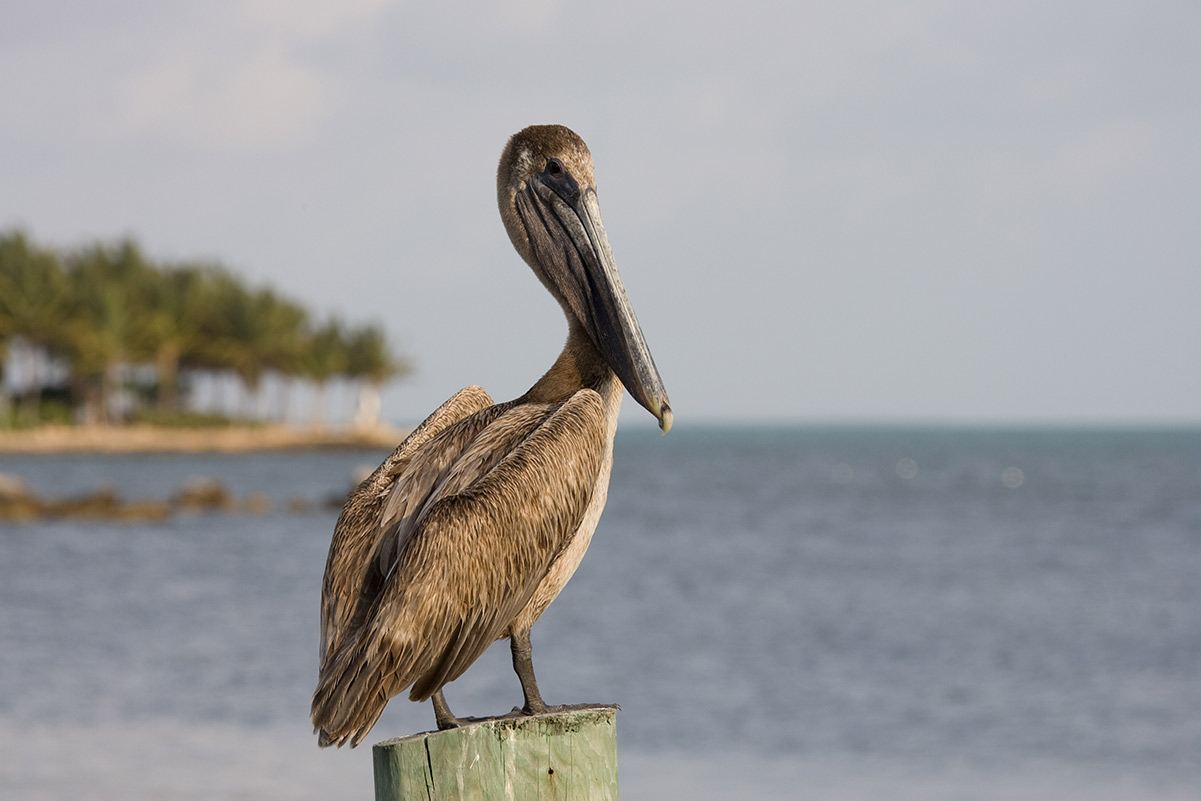 Key West brown pelican on piling