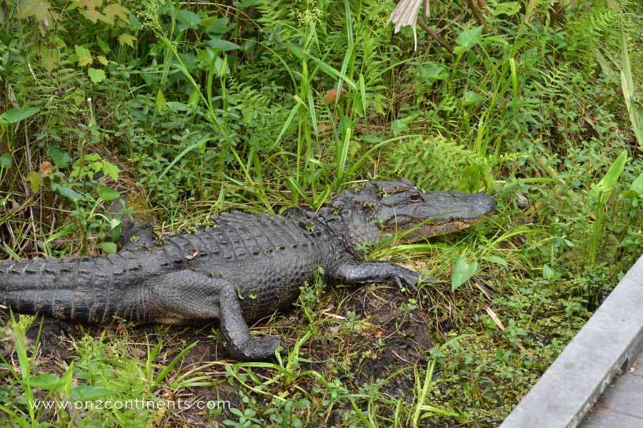 Alligator in the Barataria Reserve