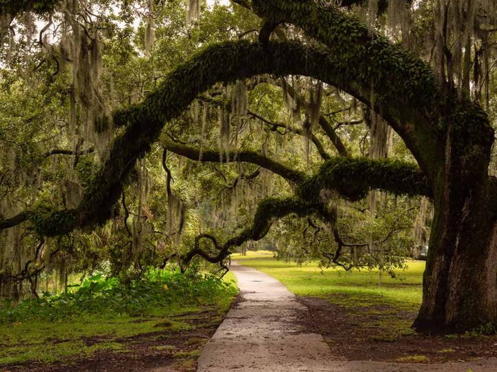 Unusual things to do in new orleans- city park and mossy tree