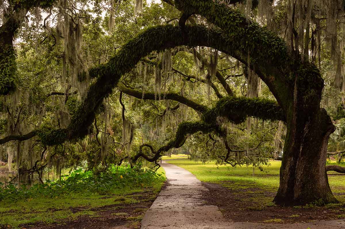 Unusual things to do in new orleans- city park and mossy tree