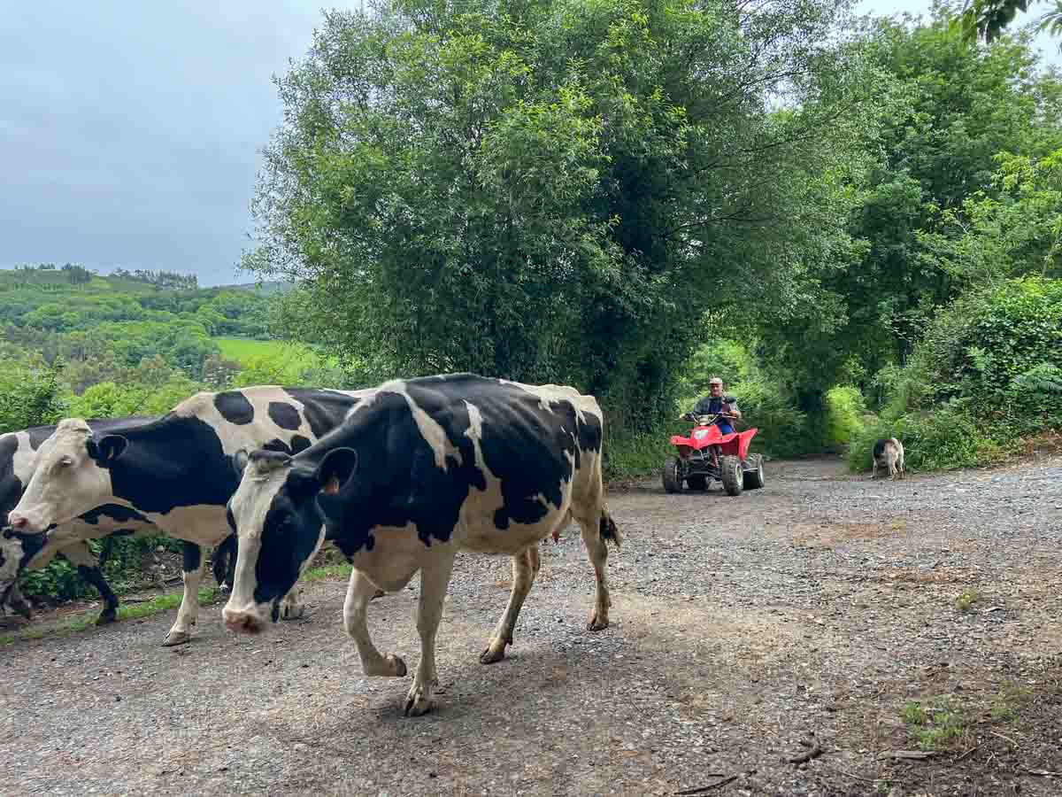 Camino Primitivo cows on path