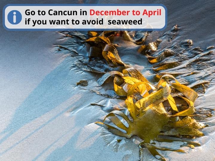 Best time to avoid seaweed season in Cancun