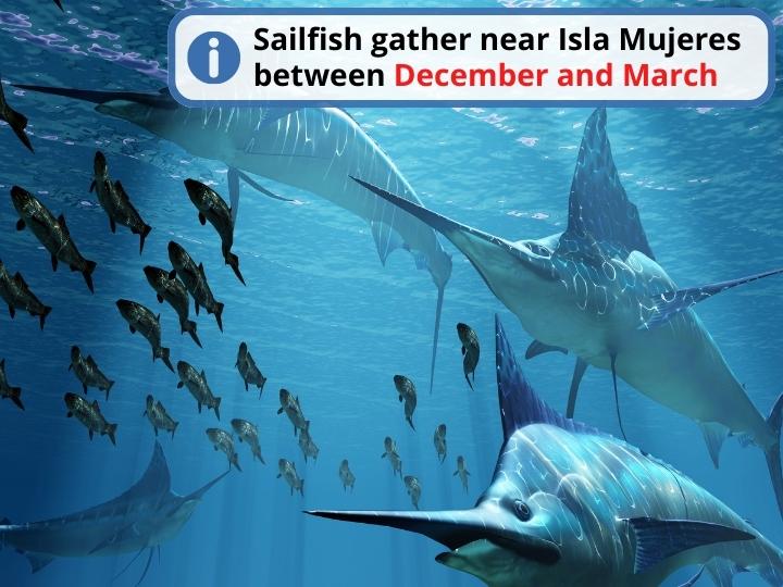 Best time to Encounter Speedy Sailfish in the Water, Cancun