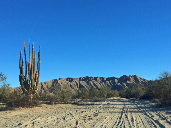 Giant Cardón Cacti Forest, La Ventana
