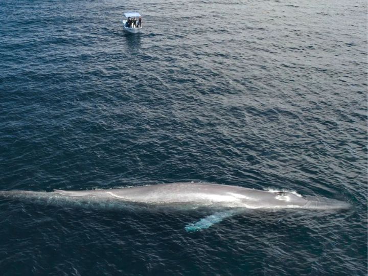 Gray Whale Watching, La Ventana