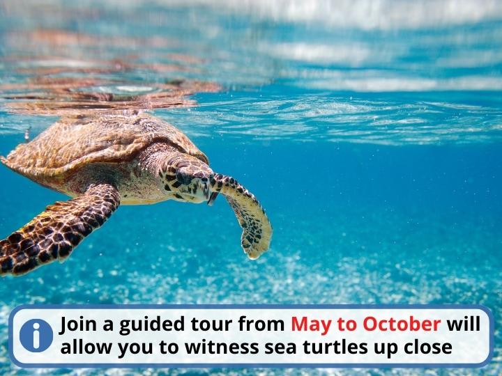 The best time to Interact with Gentle Sea Turtles in Cancun