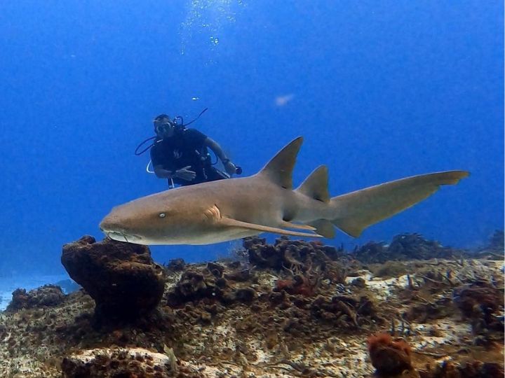 Swim With Whale Sharks, La Ventana