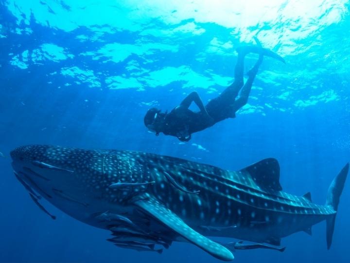 Swimming with Whale shark in Cancun