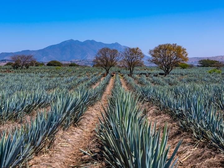 Tequila, Mexico