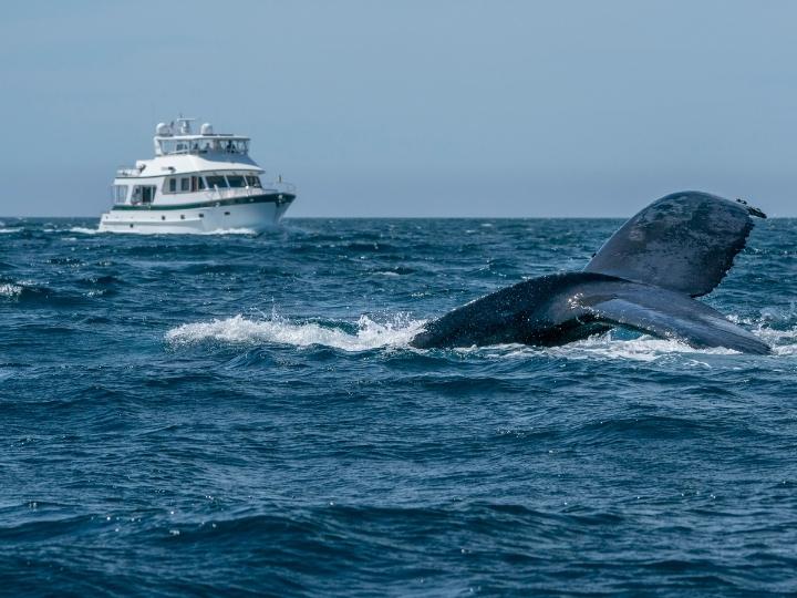 Whale Watching Tour, Cabo